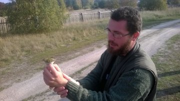 Sibīrijas ķaukītis