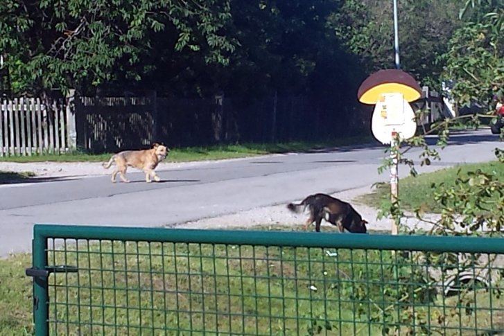 Klaiņojoši suņi Meža ielā