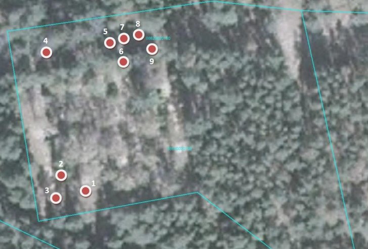 Plānotā koku ciršana Mazirbes kapos